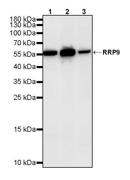 RRP9 Recombinant Rabbit mAb (S-4838-24)