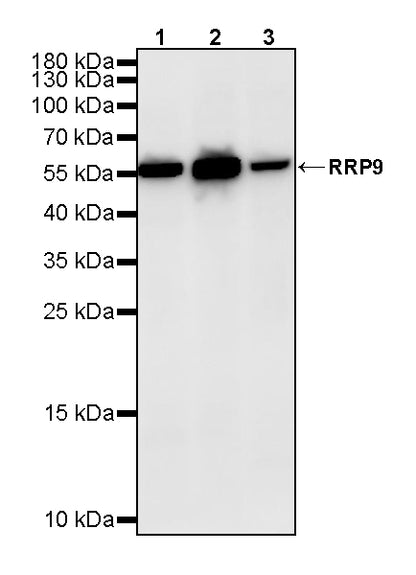 RRP9 Recombinant Rabbit mAb (S-4838-24)