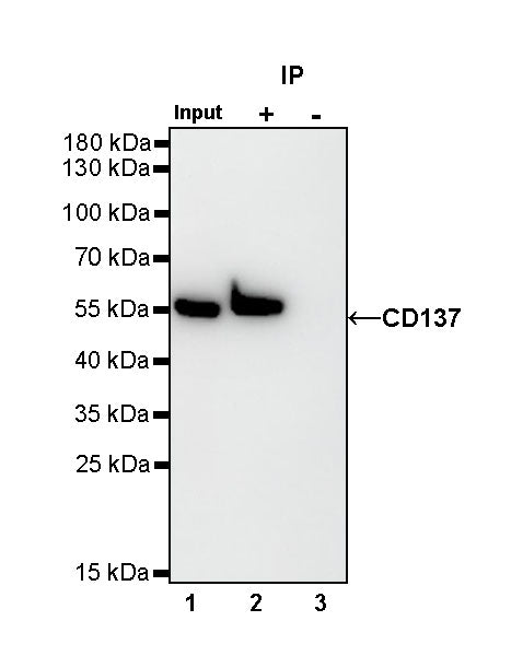 CD137 Recombinant Rabbit mAb (S-547-17)