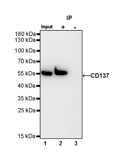 CD137 Recombinant Rabbit mAb (S-547-17)