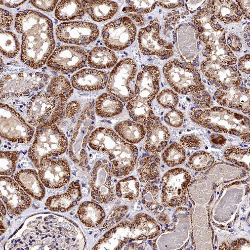 GRP75 Rabbit Polyclonal Antibody