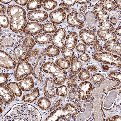 GRP75 Rabbit Polyclonal Antibody