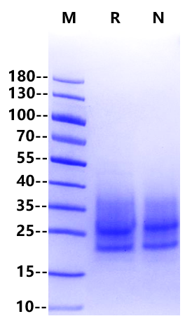 Fibronectin type III EDB His Tag protein, Human