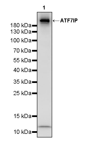 ATF7IP Recombinant Rabbit mAb (S-4081-25)