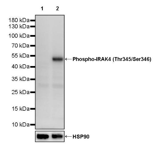 Phospho-IRAK4 (Thr345/Ser346) Recombinant Rabbit mAb (S-3288)