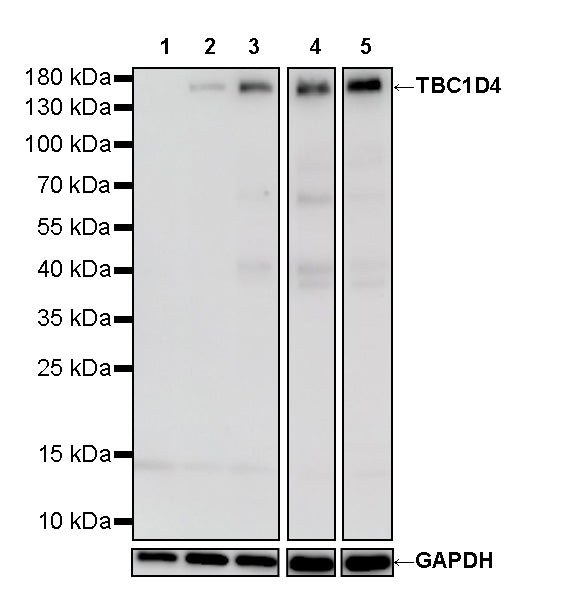 TBC1D4 Recombinant Rabbit mAb (S-4328-80)