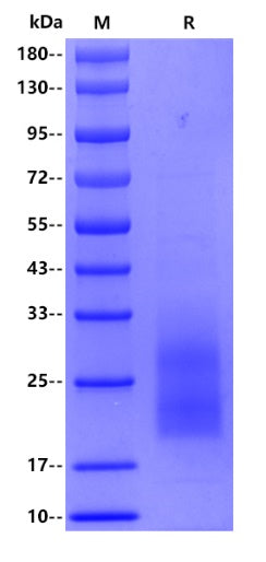 MUC17 His Tag Protein, Human