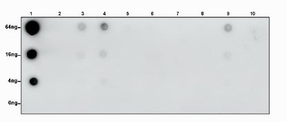 S-RMabMixTM L-Lactyl Lysine Rabbit mAb
