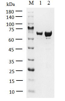 p38β(MAPK11) Protein