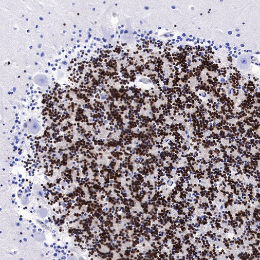 NeuN Recombinant Rabbit mAb (SDT-432-1)