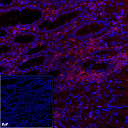 Goat Anti-Mouse lgG (H+L) (min X Hu, Bov Sr Prot) (Alexa Fluor® 594 Conjugate)