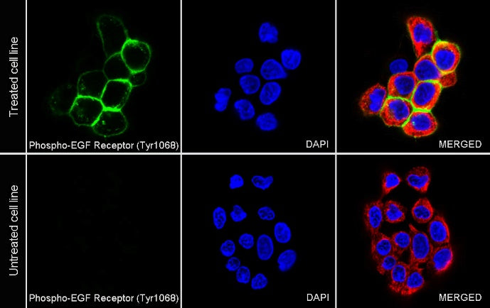 Phospho-EGFR (Tyr1068) Rabbit Polyclonal Antibody