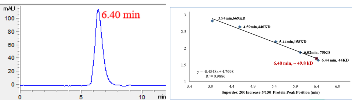 RSK2 Protein, Human