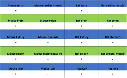 CD100/Semaphorin-4D Recombinant Rabbit mAb (S-3651-16)