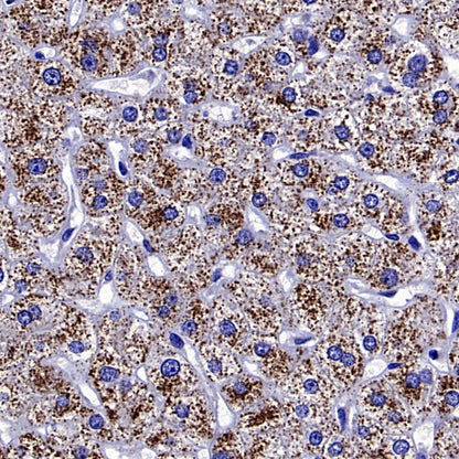 Optineurin Recombinant Rabbit mAb (S-2030-40)