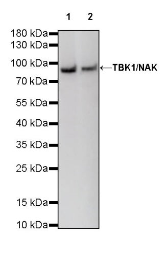 TBK1/NAK Recombinant Rabbit mAb (S-658-50)