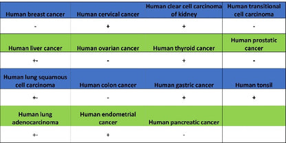 Phospho-ATF-2 (Thr71)/ATF-7 (Thr53) Recombinant Rabbit mAb (S-3535)