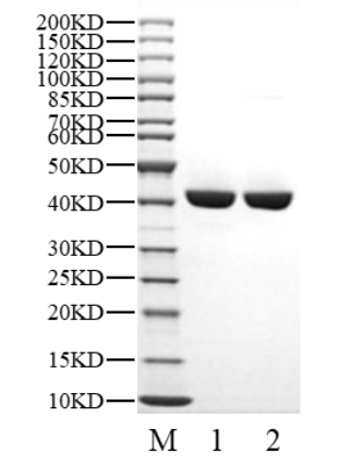 NMT2 Protein, Human
