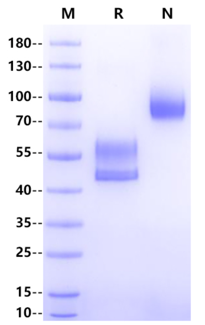 CD3E&CD3D Heterodimer, Fc, His Tag&Fc, Flag Tag Protein, Cynomolgus