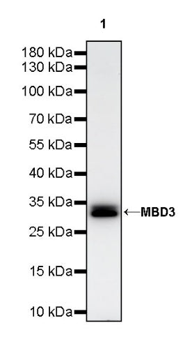 MBD3 Rabbit Polyclonal Antibody