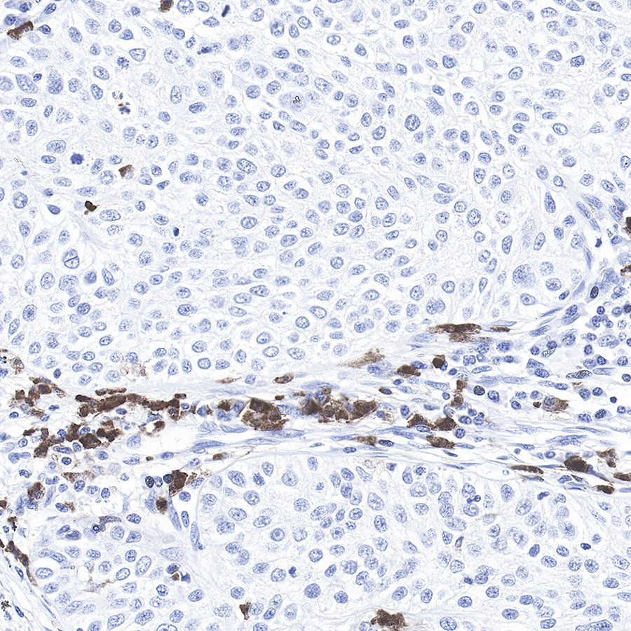 CD11b Recombinant Rabbit mAb,PBS Only (SDT-058-44)