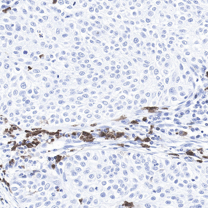 CD11b Recombinant Rabbit mAb,PBS Only (SDT-058-44)