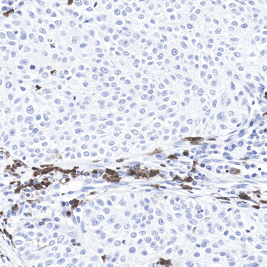 CD11b Recombinant Rabbit mAb,PBS Only (SDT-058-44)