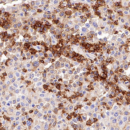 S-RMab® CD8α Mouse mAb (SDT-1036-34)