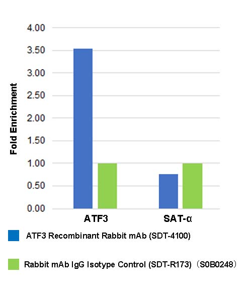 ATF3 Recombinant Rabbit mAb (SDT-4100)