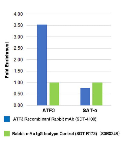ATF3 Recombinant Rabbit mAb (SDT-4100)