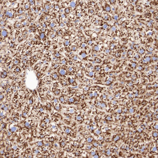 Sec61B Recombinant Rabbit mAb (S-4499-3)