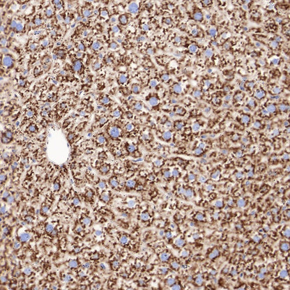 Sec61B Recombinant Rabbit mAb (S-4499-3)