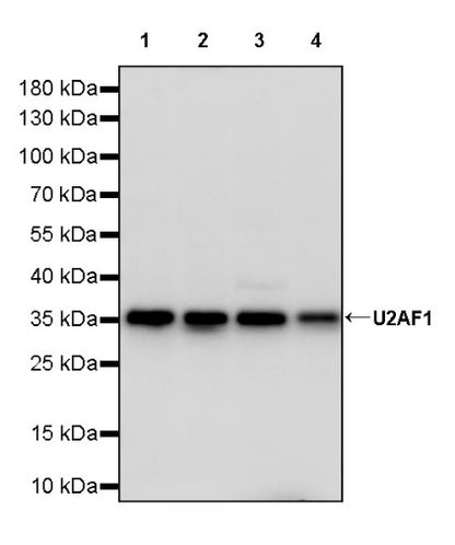 U2AF1 Recombinant Rabbit mAb (S-2384)