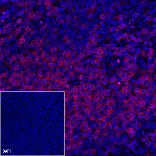 CD3 epsilon Recombinant Rabbit mAb (Alexa Fluor® 555 Conjugate) (S-241-49)