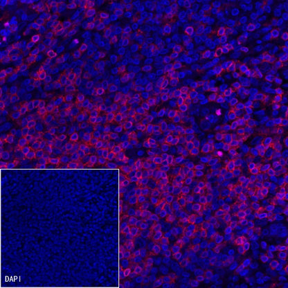 CD3 epsilon Recombinant Rabbit mAb (Alexa Fluor® 555 Conjugate) (S-241-49)
