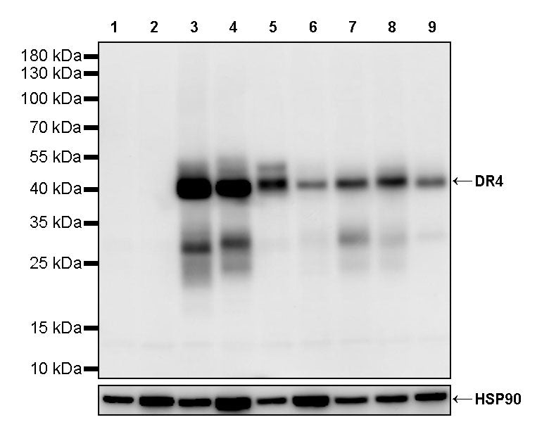 DR4 Recombinant Rabbit mAb (S-3072-11)