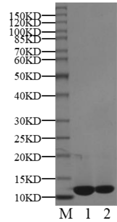 CKS1 Protein, Human