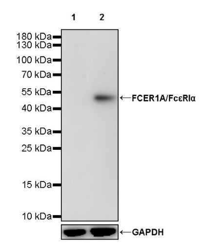 FCER1A/FcεRIα Recombinant Rabbit mAb (S-1697-174)
