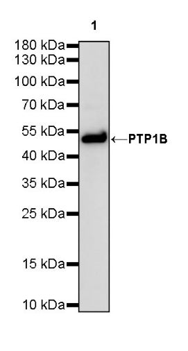 PTP1B Recombinant Rabbit mAb (S-R336)