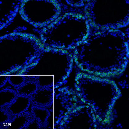 S-RMab® DAZL Recombinant Rabbit mAb (S-1588-3)