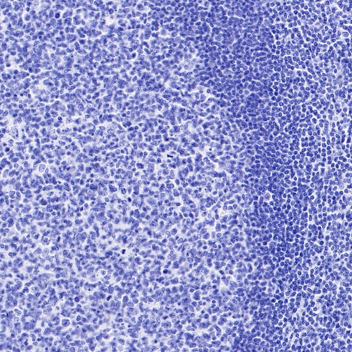 Rabbit mAb IgG Isotype Control (S-240-1)