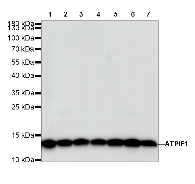 ATPIF1 Recombinant Rabbit mAb (S-3849-49)