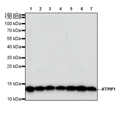 ATPIF1 Recombinant Rabbit mAb (S-3849-49)