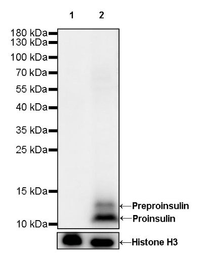 Insulin Recombinant Rabbit mAb (S-638-19)