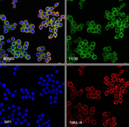 F4/80 Recombinant Rat mAb (S-942-1)