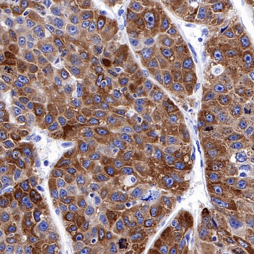 PEG10 Recombinant Rabbit mAb (SDT-442-60)