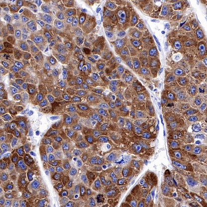 PEG10 Recombinant Rabbit mAb (SDT-442-60)