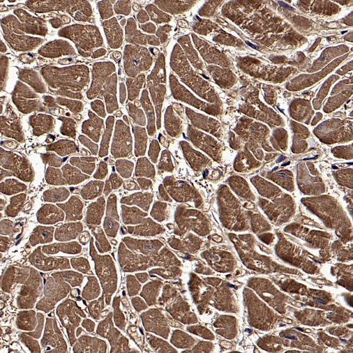 LDHB Rabbit Polyclonal Antibody