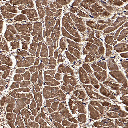 LDHB Rabbit Polyclonal Antibody