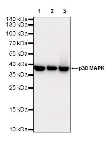 p38 MAPK Recombinant Rabbit mAb (S-508-19)